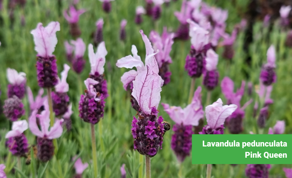 Lavandula pedunculata Pink Queen in flower